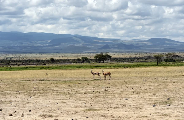 Antilop hibesi — Stok fotoğraf