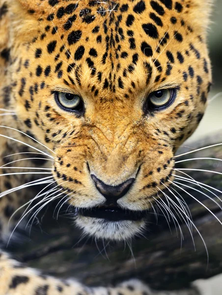 Leopard — Stockfoto