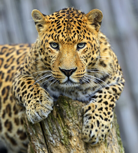 Leopard