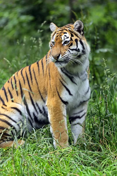 Amur tiger — Stockfoto