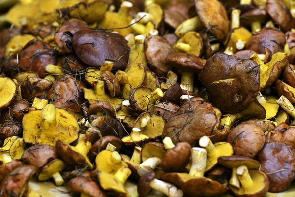 Mushrooms Butter — Stock Photo, Image