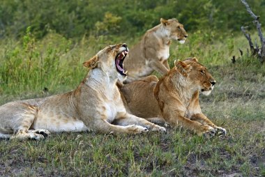 Aslan