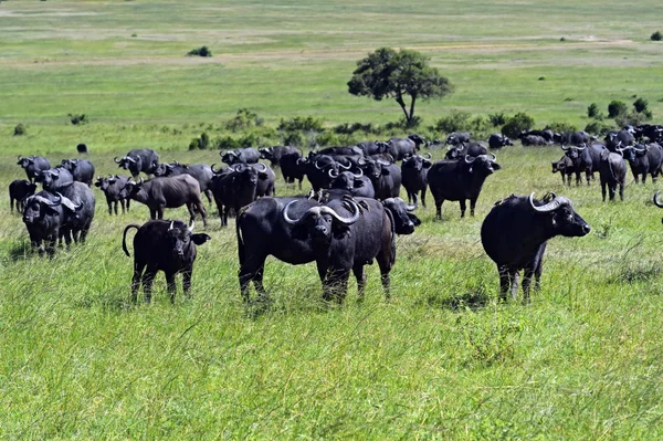 African Buffalo — Stock Photo, Image