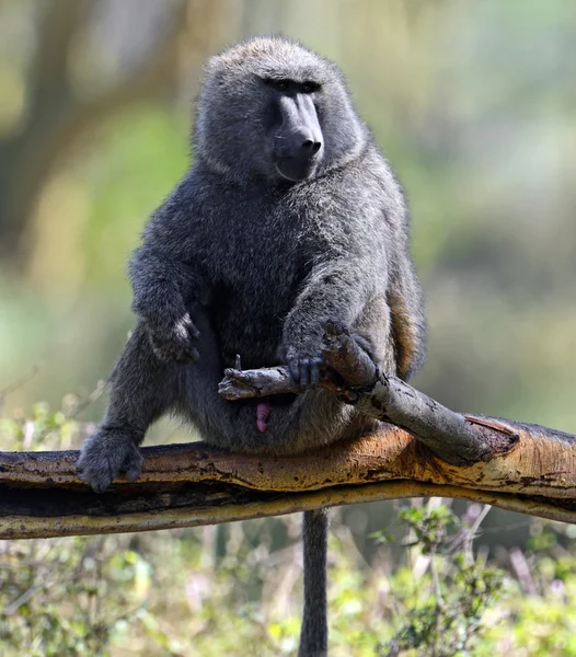 Baboons — Stock Photo, Image