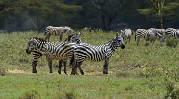 Zebra — Stockfoto