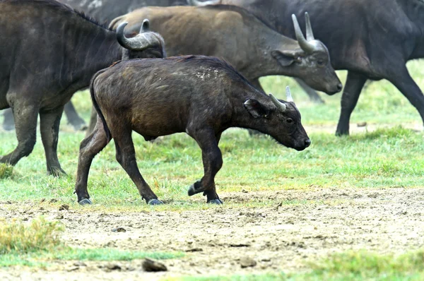 Buffalo — Stock Photo, Image