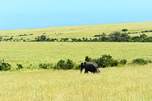 Afrikanska elefanter — Stockfoto