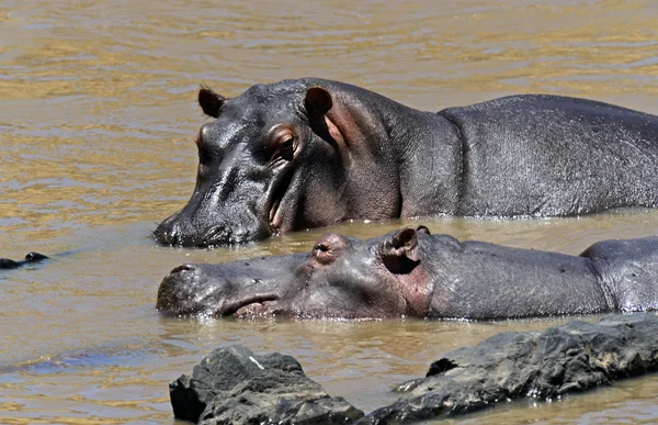 African hippo — Stock Photo, Image