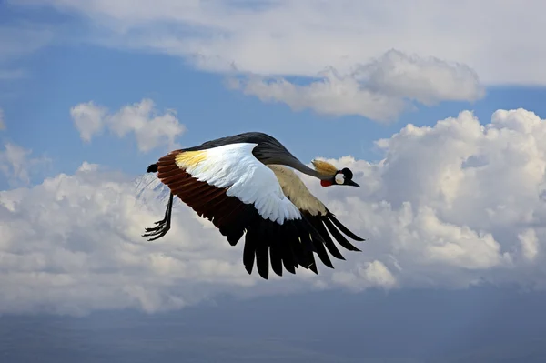 Crowned Crane — Stock Photo, Image