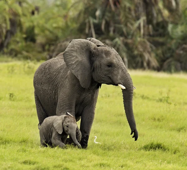 Elefant — Stockfoto