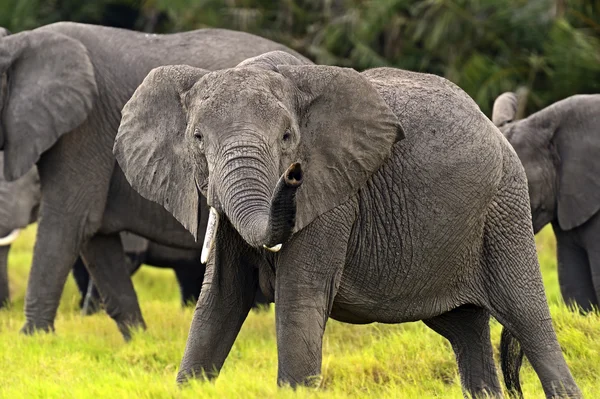 Elephant — Stock Photo, Image