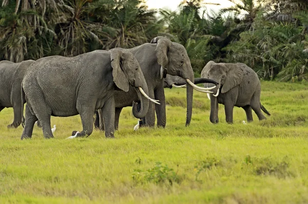 Elephant — Stock Photo, Image