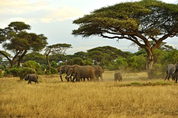 Elefante — Fotografia de Stock