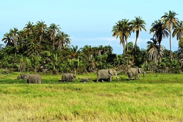 Elephant — Stock Photo, Image