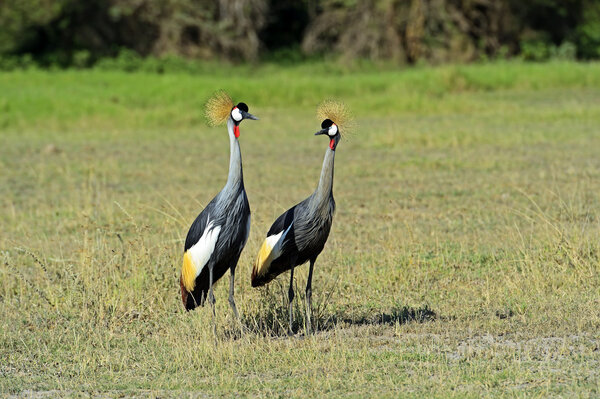 Серая корона
