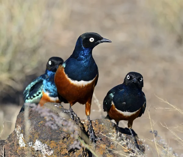 Colorful superb starling — Stock Photo, Image