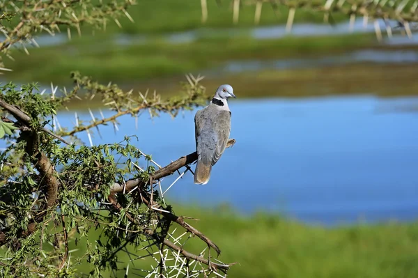 Wild pigeon — Stock Photo, Image