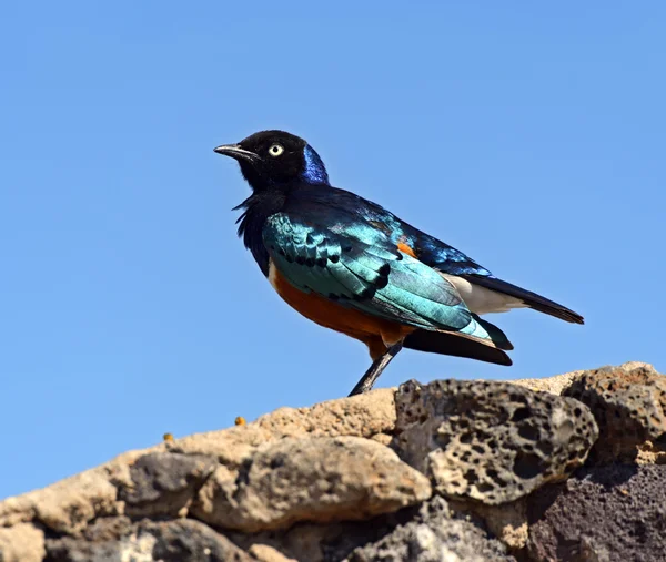 Colorful superb starling — Stock Photo, Image