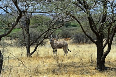 gemsbok antilop