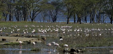 Flamingo