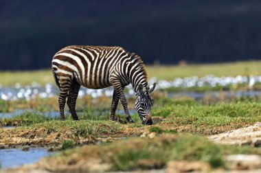 Zebra