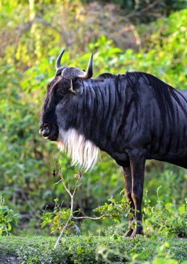 Afrika antilop wildebeest 