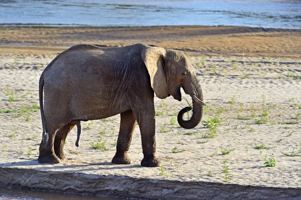 Afrikansk elefant - Stock-foto