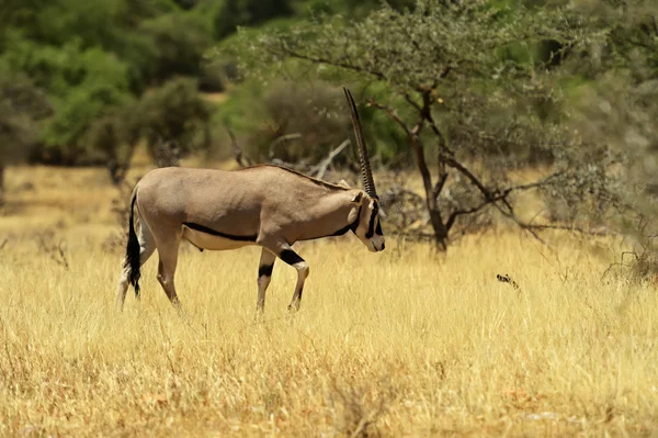 Gemsbok antelope — Stock Photo, Image