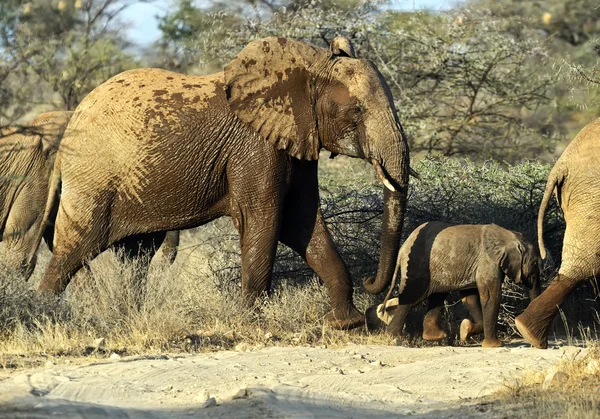 Elefant — Stockfoto