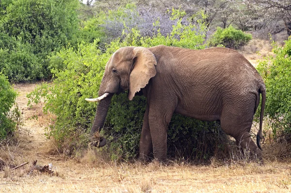 Elefant — Stockfoto