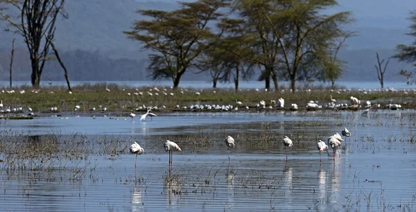 Flamingo Ordförande — Stockfoto