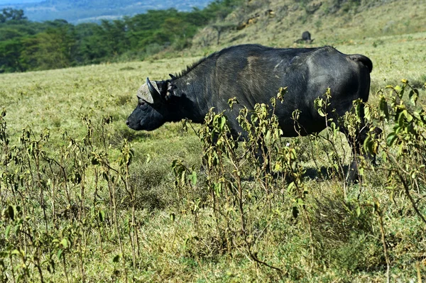 Buffels — Stockfoto