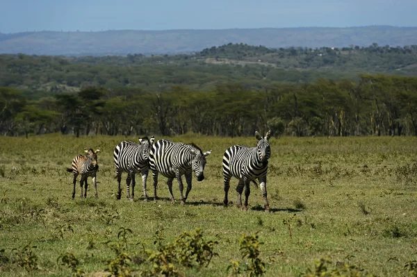 Zebra. — Fotografia de Stock