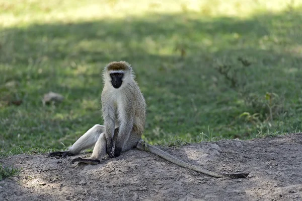 Green monkey — Stock Photo, Image