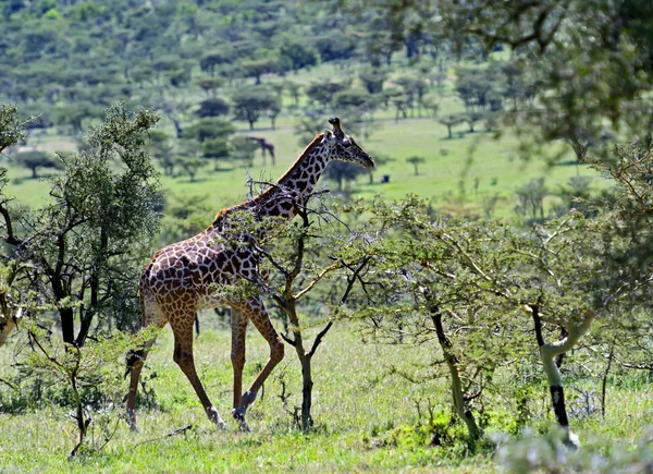 Giraffa — Foto Stock