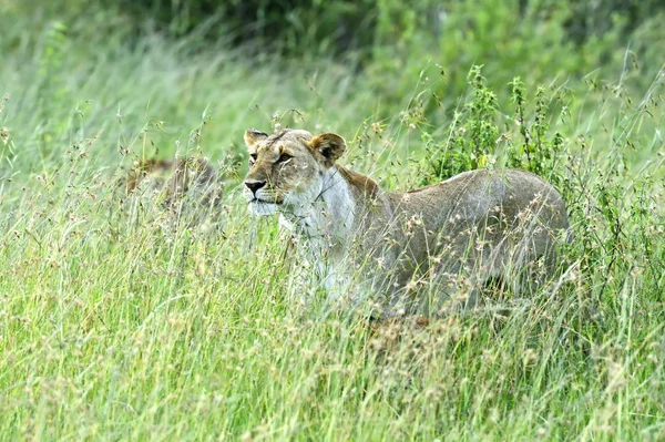 Lion — Stock Photo, Image