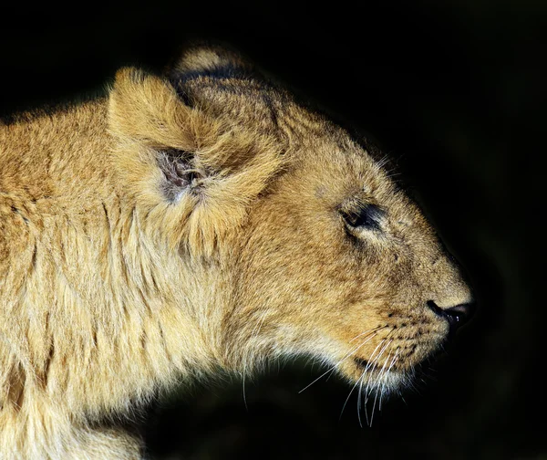 Löwen-Masai-Mara — Stockfoto