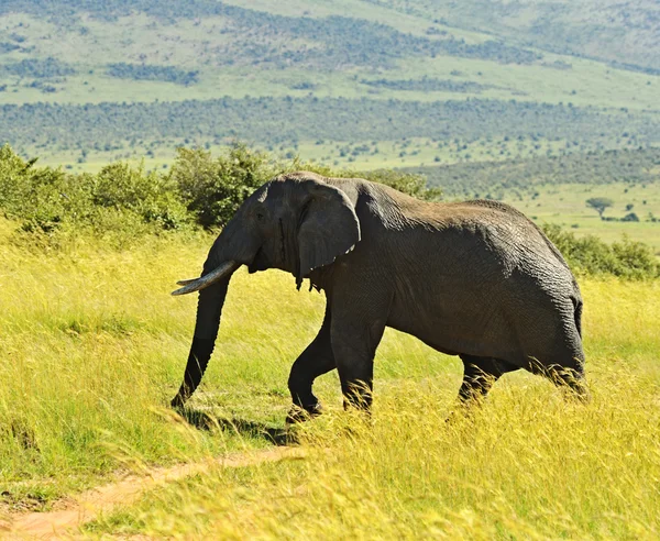 African elephants — Stock Photo, Image