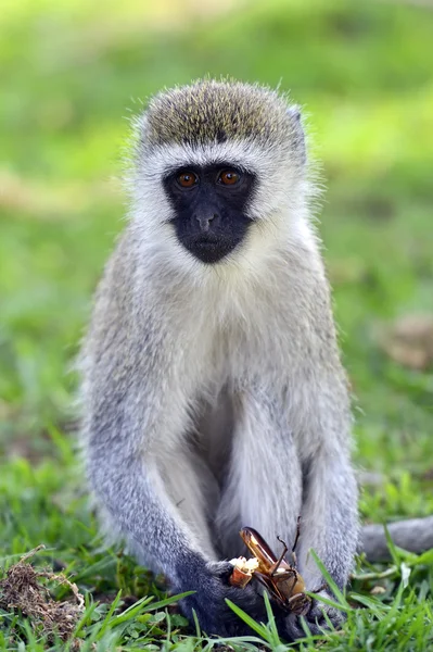 Monte Kilimanjaro — Foto de Stock