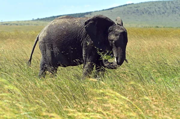 Elephant — Stock Photo, Image