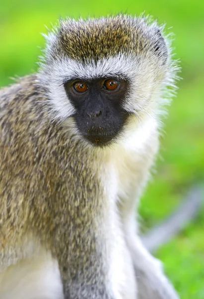 Grüner Affe — Stockfoto