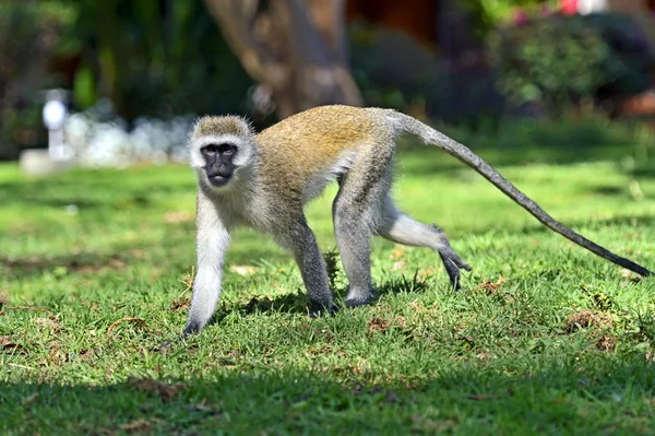 Macaco-de-vagem — Fotografia de Stock