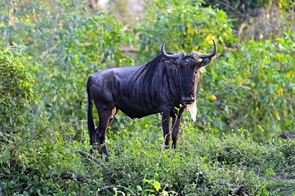 African Antelope Wildebeest — Stock Photo, Image