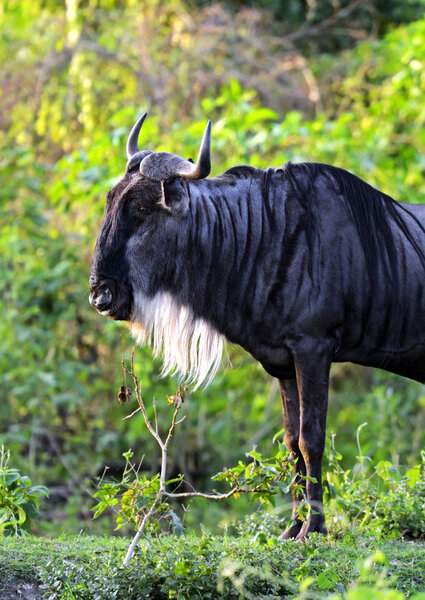 Африканская Антилопа Вильдебест
 