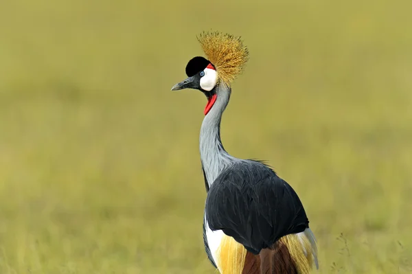 Gekroonde kraan — Stockfoto