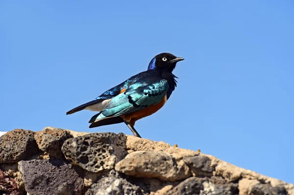 Colorful superb starling — Stock Photo, Image