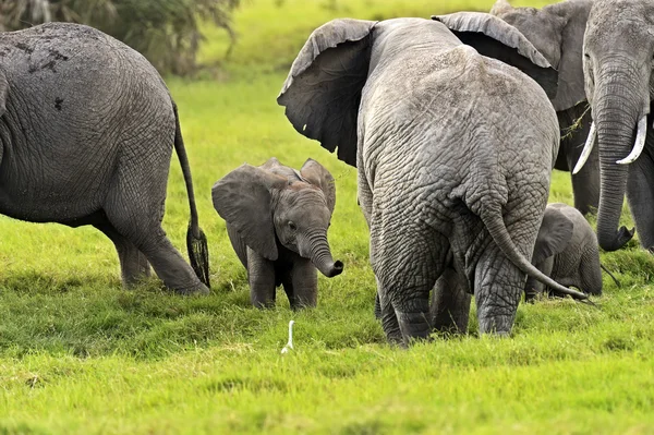 Elefant — Stockfoto