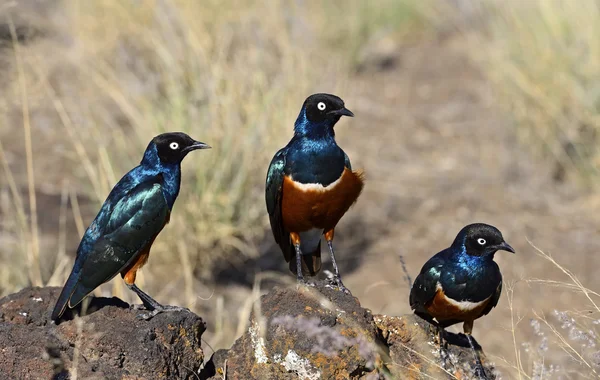 Colorful superb starling — Stock Photo, Image