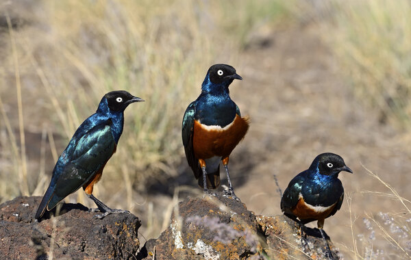 Colorful superb starling