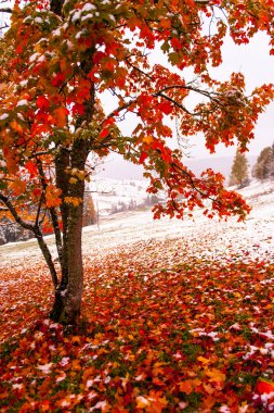 dağda ağaç sarı yaprak